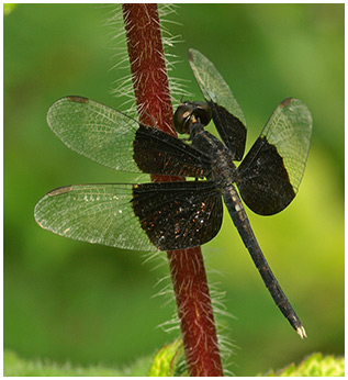 Neurothemis tullia mâle mature