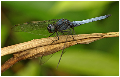 Orthetrum glaucum mâle