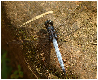 Orthetrum glaucum mâle