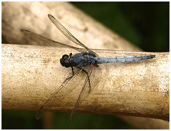 Orthetrum glaucum mâle