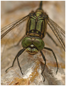 Orthetrum sabina mâle