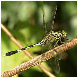 Orthetrum sabina mâle