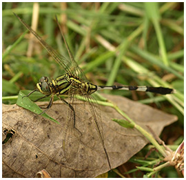 Orthetrum sabina mâle