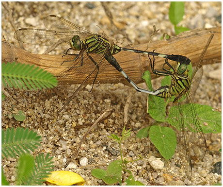 Orthetrum sabina accouplement