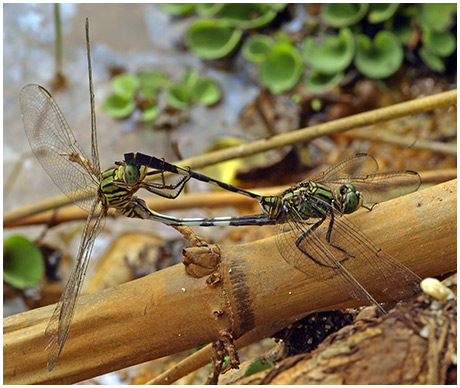 Orthetrum sabina accouplement