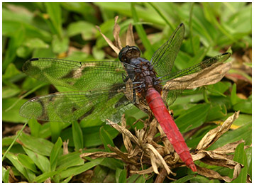 Orthetrum pruinosum