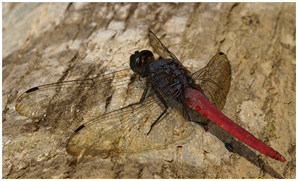 Orthetrum pruinosum mâle