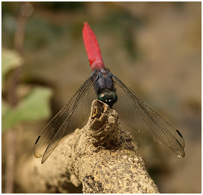 Orthetrum pruinosum