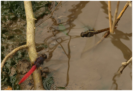 Orthetrum pruinosum en ponte