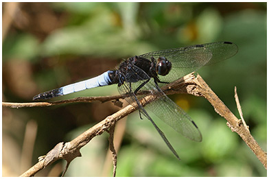 Orthetrum triangulare