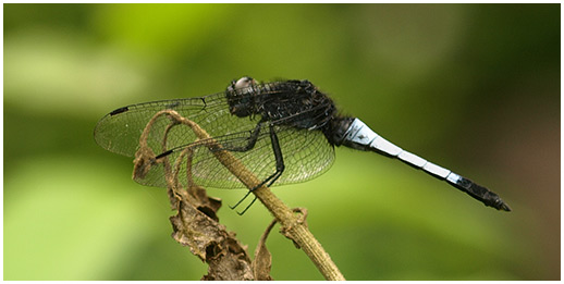 Orthetrum triangulare