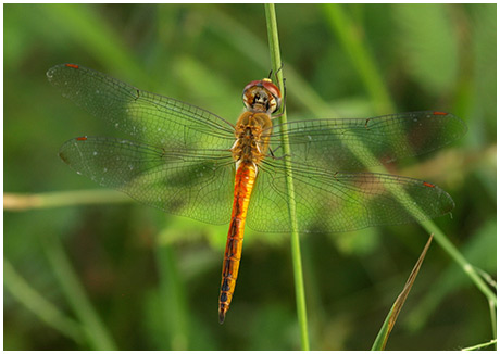 Pantala flavescens mâle