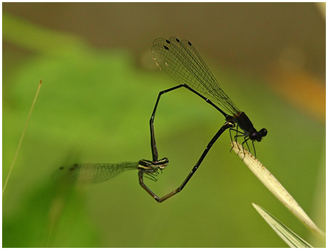 Prodasiineura autumnalis accouplement