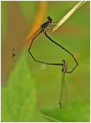 Prodasiineura autumnalis accouplement