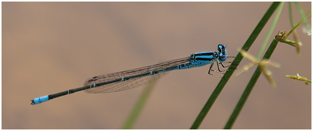 Pseudagrion australasiae