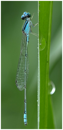 Pseudagrion microcephalum mâle