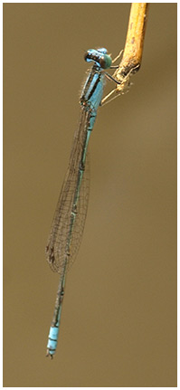Pseudagrion microcephalum mâle