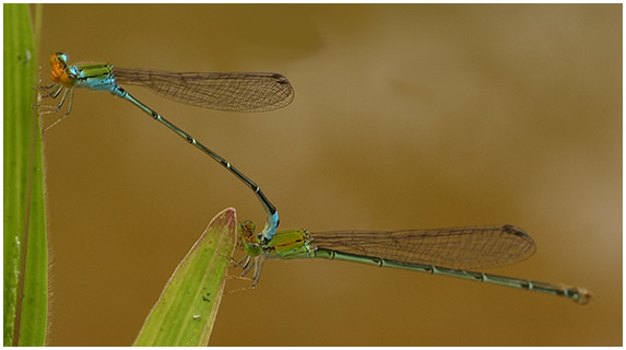 Peudagrion rubriceps tandem