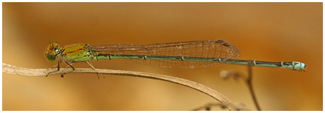 Pseudagrion rubriceps femelle