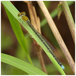 Pseudagrion rubriceps femelle