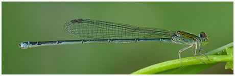 Pseudagrion rubriceps femelle