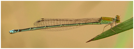 Pseudagrion rubriceps femelle