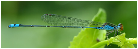 Pseudagrion rubriceps mâle