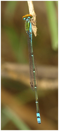 Pseudagrion rubriceps mâle
