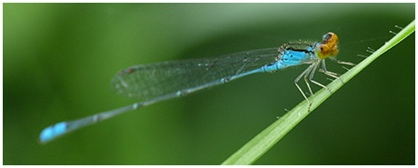 Pseudagrion rubriceps mâle