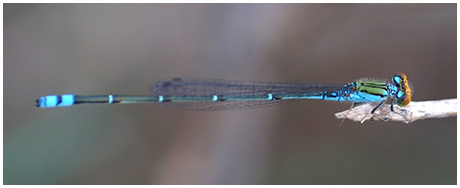 Pseudagrion rubriceps mâle