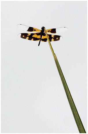 Rhyothemis variegata femelle