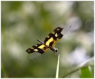 Rhyothemis variegata femelle