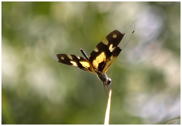 Rhyothemis variegata femelle