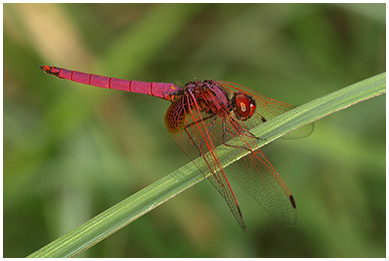 Trithemis aurora mâle