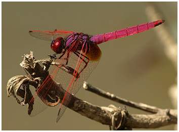 Trithemis aurora mâle