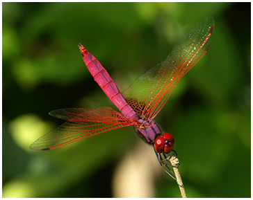 Trithemis aurora mâle