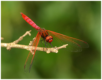 Trithemis aurora mâle