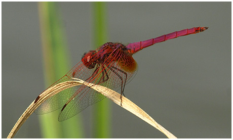 Trithemis aurora mâle