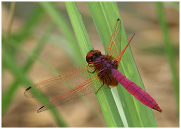 Trithemis aurora mâle