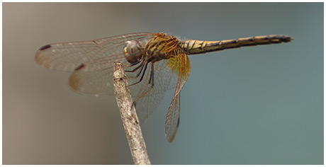 Trithemis aurora femelle