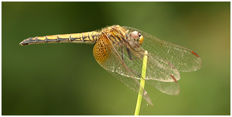 Trithemis aurora femelle