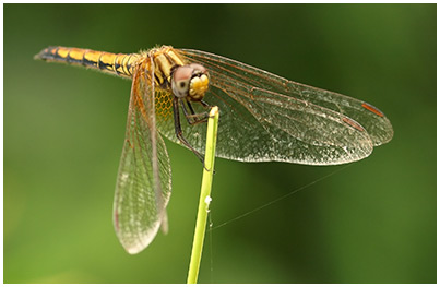 Trithemis aurora femelle