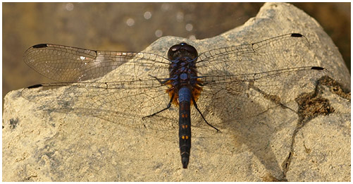 Trithemis festiva mâle