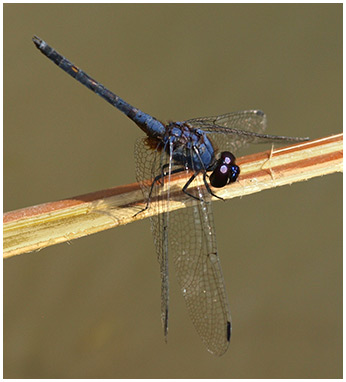 Trithemis festiva mâle