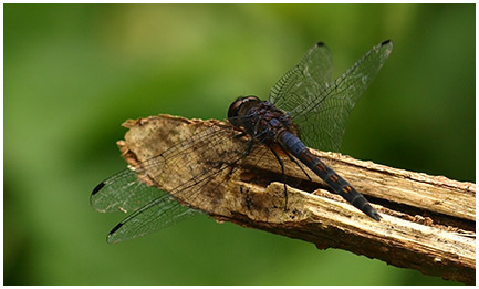 Trithemis festiva mâle