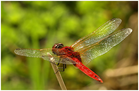 Urothemis signata mâle