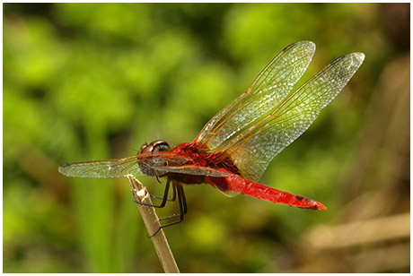 Urothemis signata mâle