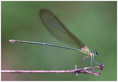 Vestalis gracilis femelle