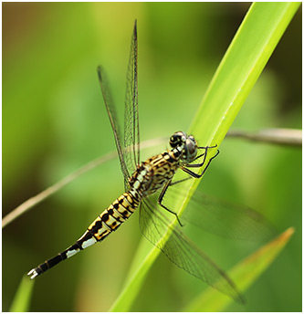 Acisoma panorpoides femelle