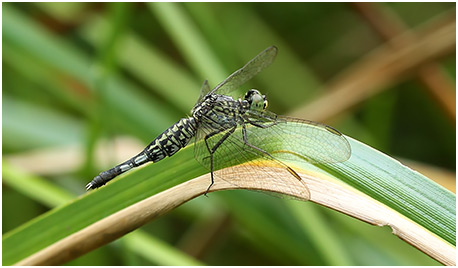 Acisoma panorpoides femelle